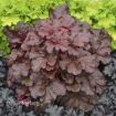 Picture of Heuchera 'Mahogany Monster' PRIMO® Series Coral Bells - One Quart Pot