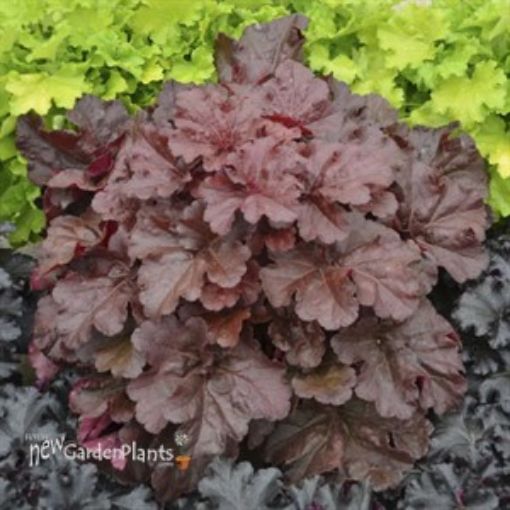 Picture of Heuchera 'Mahogany Monster' PRIMO® Series Coral Bells - One Quart Pot