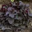 Picture of Heuchera 'Mahogany Monster' PRIMO® Series Coral Bells - One Quart Pot