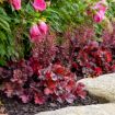Picture of Heuchera 'Mahogany Monster' PRIMO® Series Coral Bells - One Quart Pot