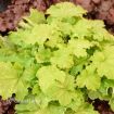 Picture of Heuchera 'Ball Gown' DRESSED UP Series Coral Bells - One Quart Pot