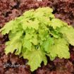 Picture of Heuchera 'Ball Gown' DRESSED UP Series Coral Bells - One Quart Pot