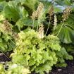 Picture of Heuchera 'Ball Gown' DRESSED UP Series Coral Bells - One Quart Pot