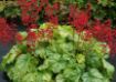 Picture of Heuchera ‘Tokyo’ Coral Bells - One Quart Pot