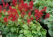 Picture of Heuchera ‘Tokyo’ Coral Bells - One Quart Pot