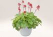 Picture of Heuchera ‘Tokyo’ Coral Bells - One Quart Pot