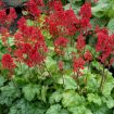 Picture of Heuchera ‘Tokyo’ Coral Bells - One Quart Pot