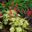 Picture of Heuchera ‘Tokyo’ Coral Bells - One Quart Pot