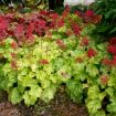 Picture of Heuchera ‘Tokyo’ Coral Bells - One Quart Pot