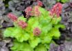 Picture of Heuchera ‘Sweet Tart’ LITTLE CUTIES™ Coral Bells - One Quart Pot