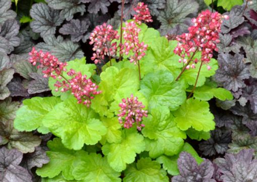 Picture of Heuchera ‘Sweet Tart’ LITTLE CUTIES™ Coral Bells - One Quart Pot