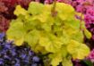 Picture of Heuchera ‘Sweet Tart’ LITTLE CUTIES™ Coral Bells - One Quart Pot
