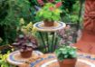 Picture of Heuchera ‘Sweet Tart’ LITTLE CUTIES™ Coral Bells - One Quart Pot