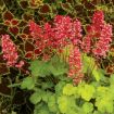 Picture of Heuchera ‘Sweet Tart’ LITTLE CUTIES™ Coral Bells - One Quart Pot