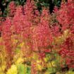 Picture of Heuchera ‘Sweet Tart’ LITTLE CUTIES™ Coral Bells - One Quart Pot