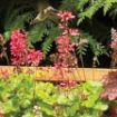 Picture of Heuchera ‘Sweet Tart’ LITTLE CUTIES™ Coral Bells - One Quart Pot