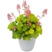 Picture of Heuchera ‘Sweet Tart’ LITTLE CUTIES™ Coral Bells - One Quart Pot