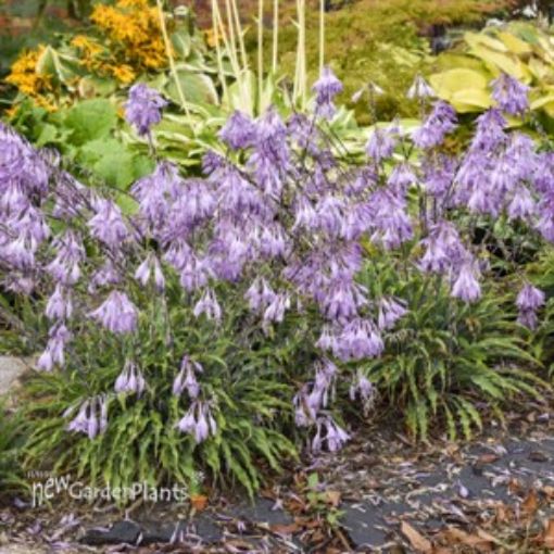 Hosta 'Silly String' - One Quart Pot Hostas. New Garden Plants