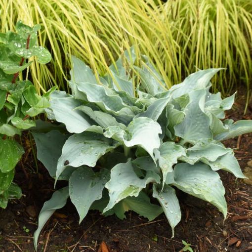 Hosta 'Dancing with Dragons' PP32040 - One Quart Pot Hostas. New Garden ...