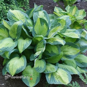 Hosta 'Captain Kirk' - One Quart Pot Hostas. New Garden Plants