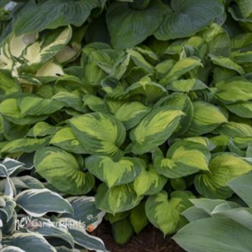 Hosta 'Captain Kirk' - One Quart Pot Hostas. New Garden Plants