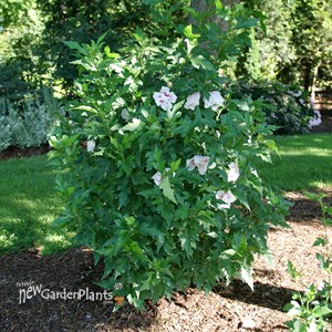 Hibiscus STARBLAST CHIFFON™ Rose of Sharon. New Garden Plants