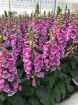Picture of Digitalis 'Dalmatian Purple' Dalmatian Series - One Quart Pot