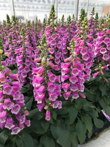 Picture of Digitalis 'Dalmatian Purple' Dalmatian Series - One Quart Pot