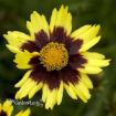 Picture of Coreopsis 'Cosmic Eye' PPAF Tickseed - One Quart Pot