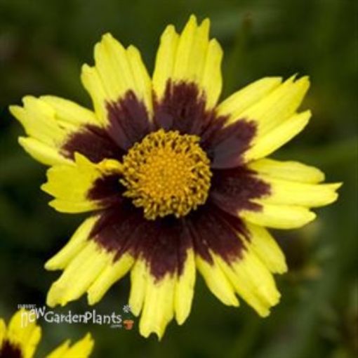 Picture of Coreopsis 'Cosmic Eye' PPAF Tickseed - One Quart Pot