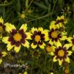 Picture of Coreopsis 'Cosmic Eye' PPAF Tickseed - One Quart Pot