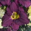 Picture of Hemerocallis 'Nosferatu' Daylily - One Quart Pot