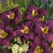 Picture of Hemerocallis 'Nosferatu' Daylily - One Quart Pot