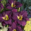 Picture of Hemerocallis 'Nosferatu' Daylily - One Quart Pot