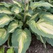 Picture of Hosta 'Love Story' PP34224 SHADOWLAND® Collection - One Quart Pot Hostas