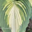 Picture of Hosta 'Love Story' PP34224 SHADOWLAND® Collection - One Quart Pot Hostas