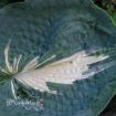 Picture of Hosta 'Dream Queen' - One Quart Pot Hostas