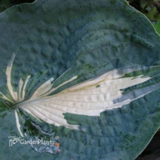 Picture of Hosta 'Dream Queen' - One Quart Pot Hostas