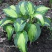 Picture of Hosta 'Dream Queen' - One Quart Pot Hostas