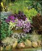 Picture of Helichrysum 'Lemon Licorice' - 4.5" Pot