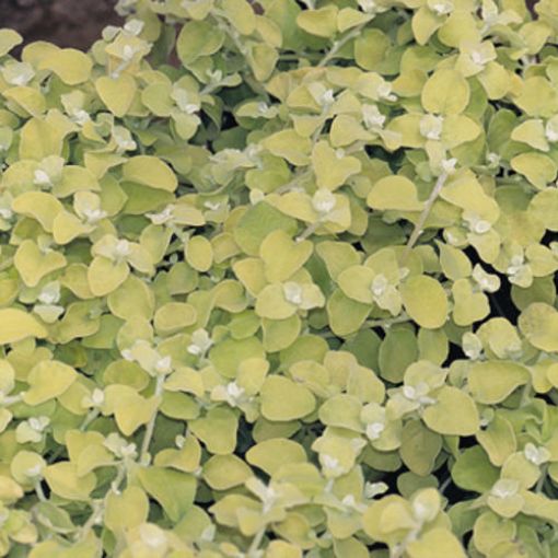 Picture of Helichrysum 'Lemon Licorice' - 4.5" Pot