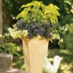 Picture of Helichrysum 'Lemon Licorice' - 4.5" Pot