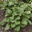 Picture of Hosta 'Royal Crest' - One Quart Pot Hostas