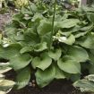 Picture of Hosta 'Royal Crest' - One Quart Pot Hostas