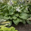 Picture of Hosta 'Royal Crest' - One Quart Pot Hostas