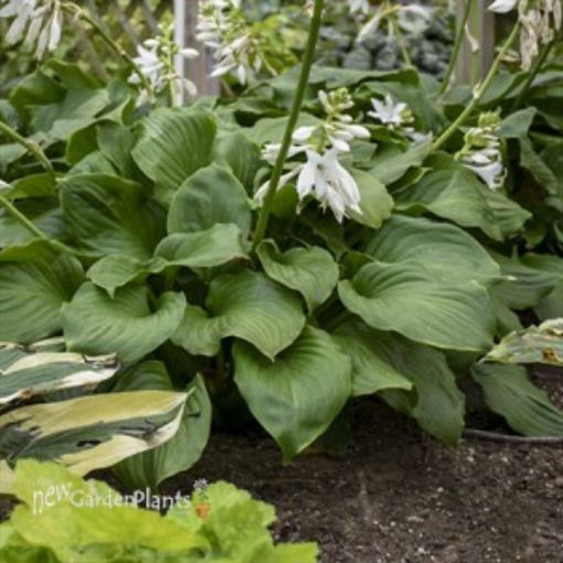 Picture of Hosta 'Royal Crest' - One Quart Pot Hostas