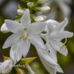 Picture of Hosta 'Royal Crest' - One Quart Pot Hostas