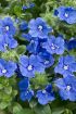 Picture of Evolvulus 'Blue My Mind®' Dwarf Morning Glory - 4.5" Pot