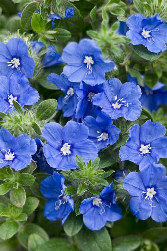 Picture of Evolvulus 'Blue My Mind®' Dwarf Morning Glory - 4.5" Pot