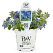 Picture of Evolvulus 'Blue My Mind®' Dwarf Morning Glory - 4.5" Pot